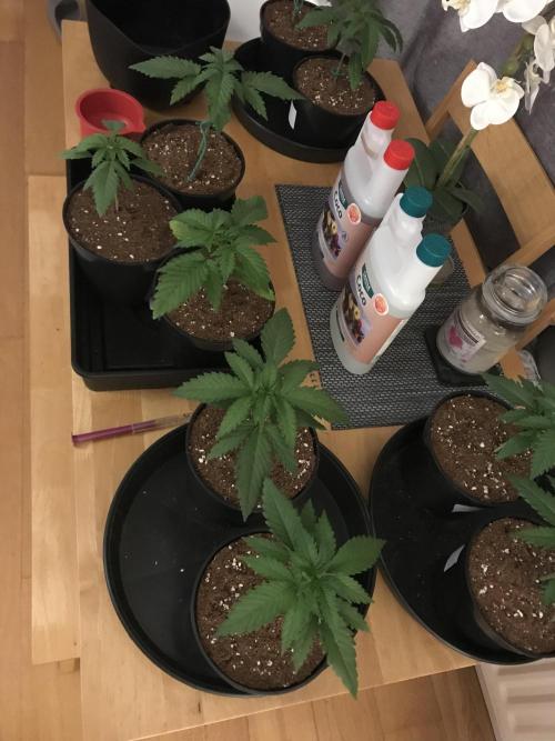 3x marshydro tsl 2000 grow. Week 2