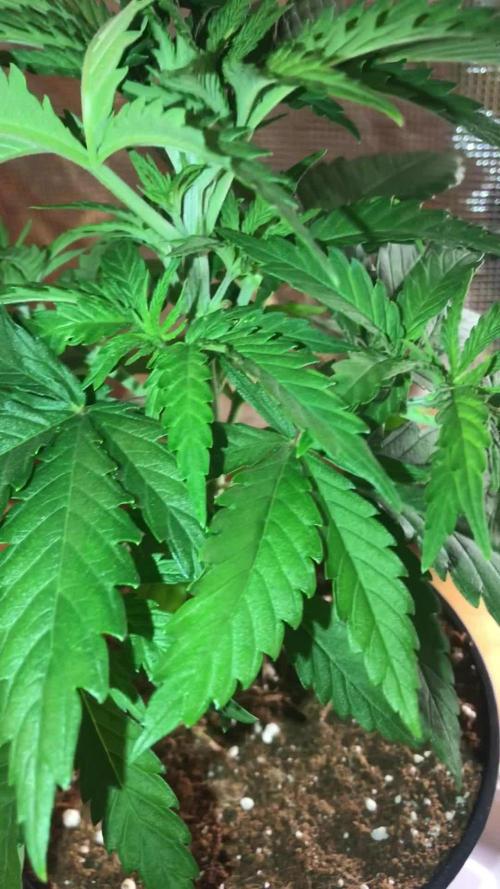 3x marshydro tsl 2000 grow