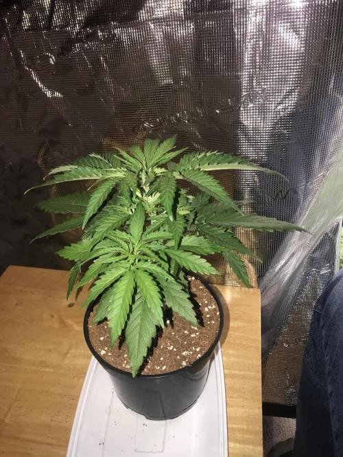 3x marshydro tsl 2000 grow. Week 3