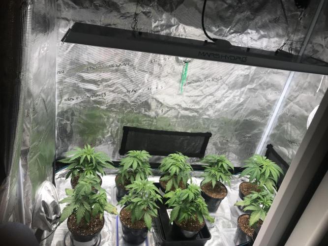 3x marshydro tsl 2000 grow. Week 3