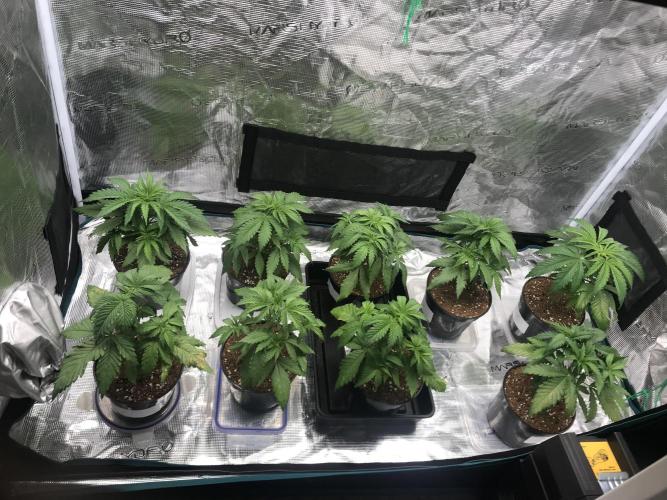 3x marshydro tsl 2000 grow. Week 3