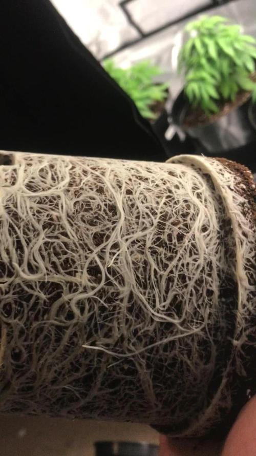 3x marshydro tsl 2000 grow