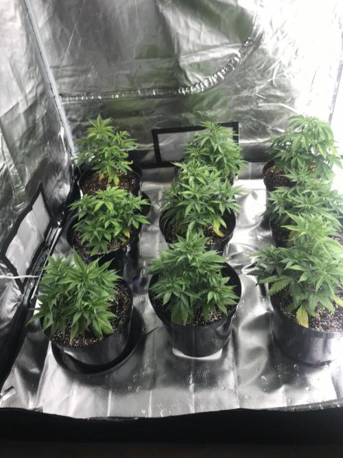 3x marshydro tsl 2000 grow. Week 5