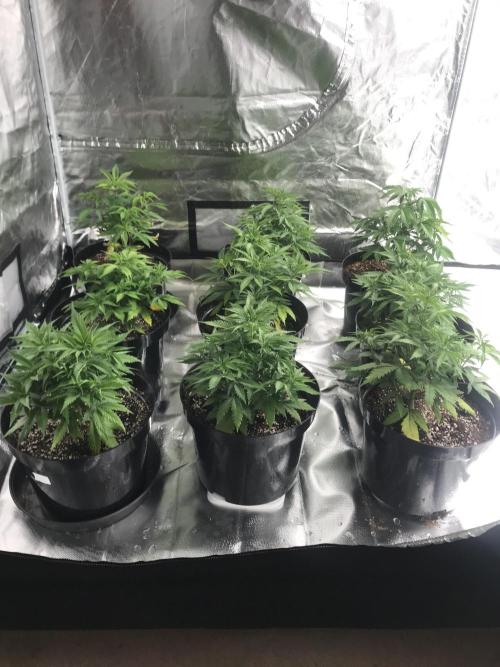 3x marshydro tsl 2000 grow. Week 5