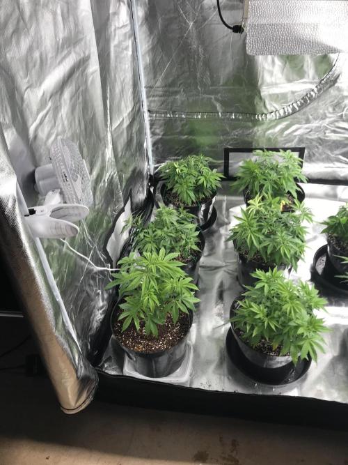3x marshydro tsl 2000 grow. Week 5
