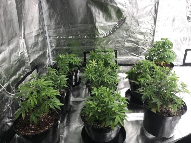 3x marshydro tsl 2000 grow. Week 5