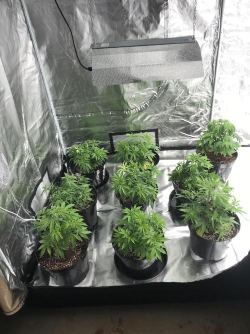 3x marshydro tsl 2000 grow. Week 5