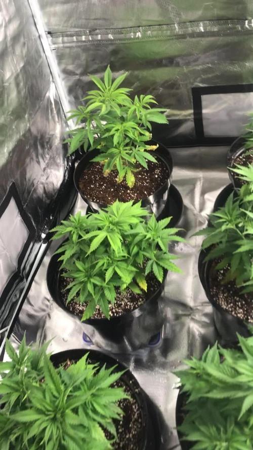 3x marshydro tsl 2000 grow