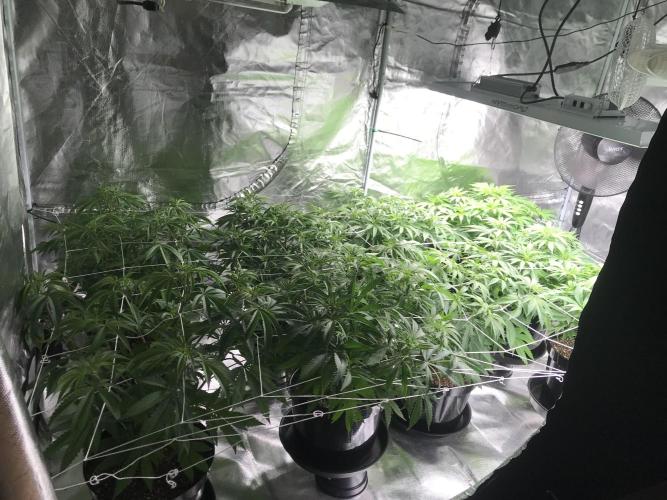3x marshydro tsl 2000 grow. Week 6
