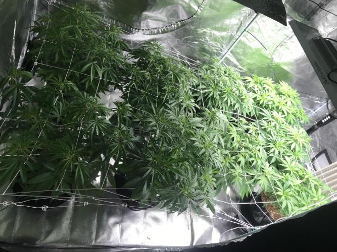 3x marshydro tsl 2000 grow. Week 6