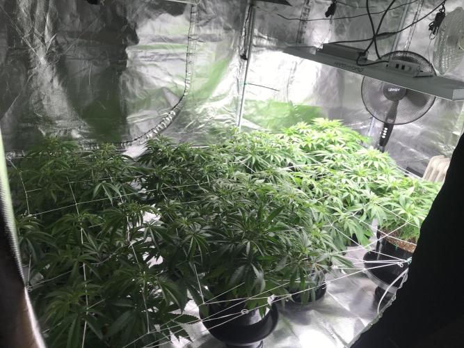 3x marshydro tsl 2000 grow. Week 6