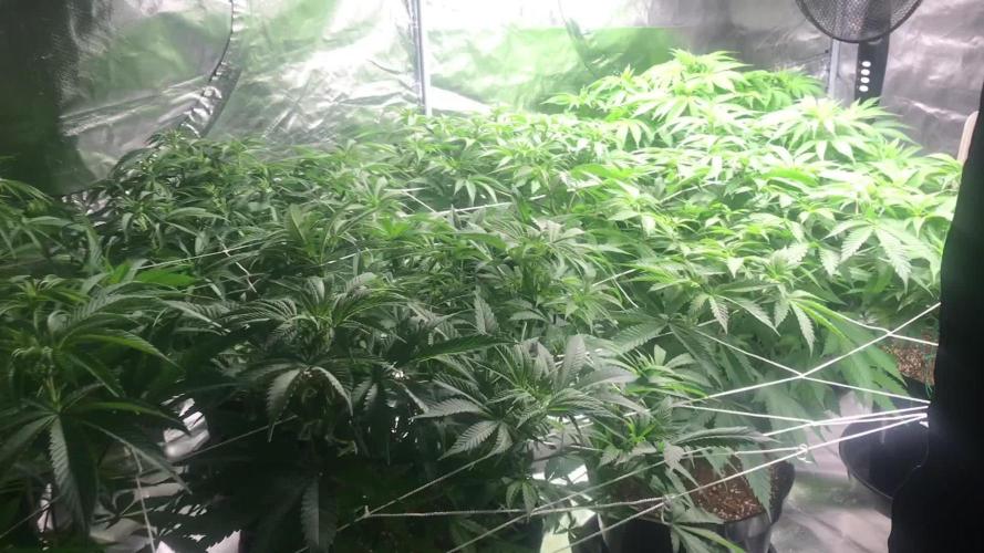 3x marshydro tsl 2000 grow