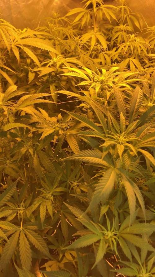 3x marshydro tsl 2000 grow