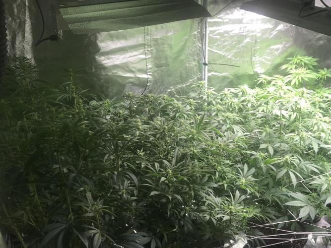 3x marshydro tsl 2000 grow. Week 9