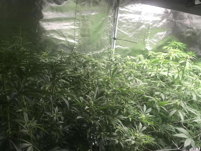3x marshydro tsl 2000 grow. Week 9