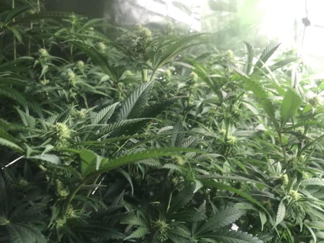 3x marshydro tsl 2000 grow. Week 9