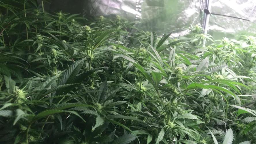 3x marshydro tsl 2000 grow