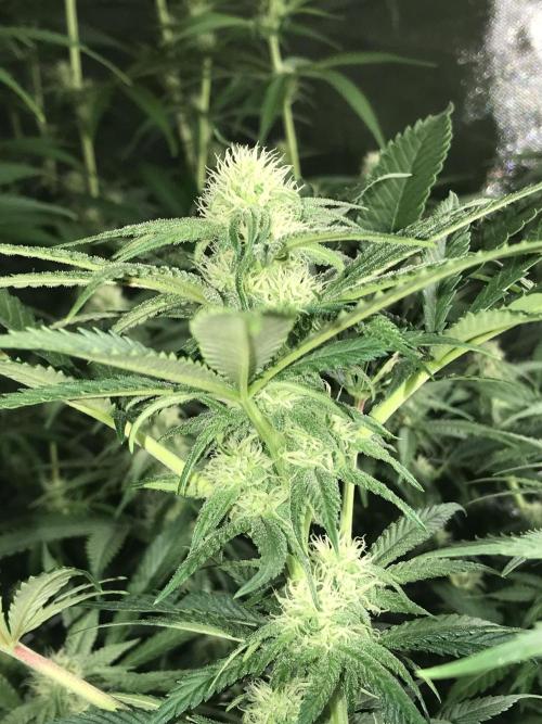 3x marshydro tsl 2000 grow. Week 10