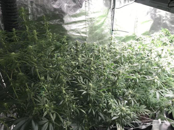 3x marshydro tsl 2000 grow. Week 10