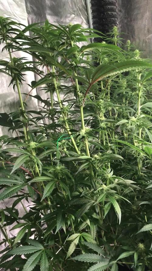 3x marshydro tsl 2000 grow