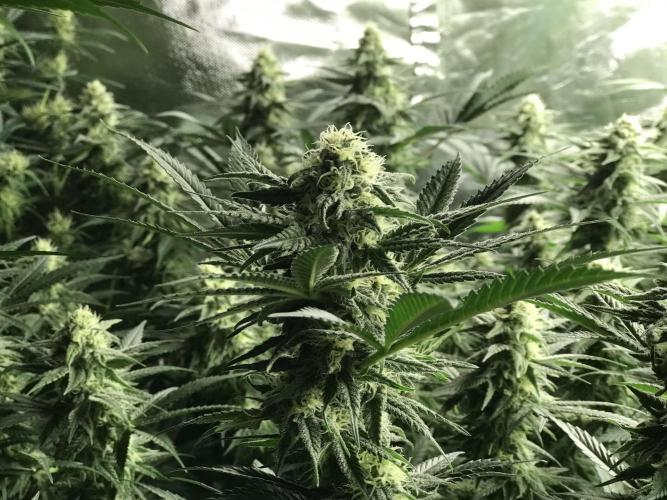 3x marshydro tsl 2000 grow. Week 11