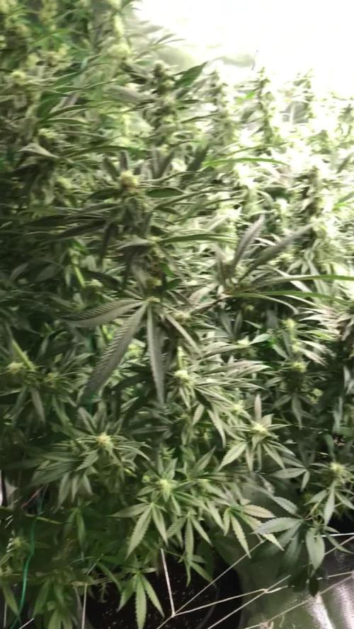 3x marshydro tsl 2000 grow