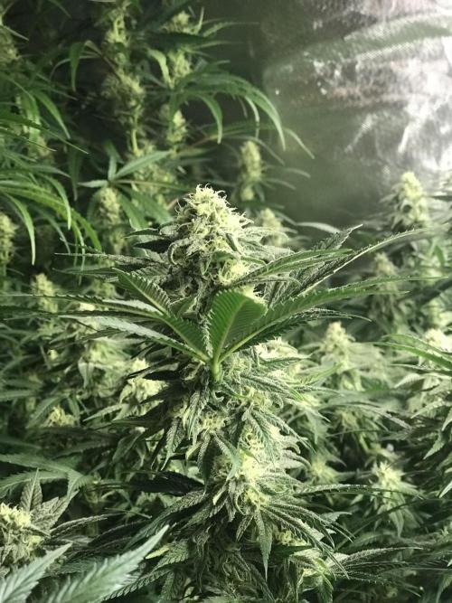 3x marshydro tsl 2000 grow. Week 12