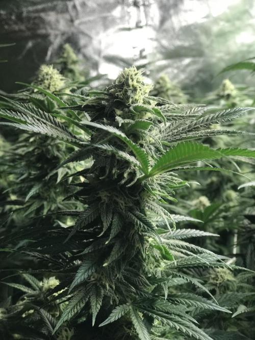 3x marshydro tsl 2000 grow. Week 12