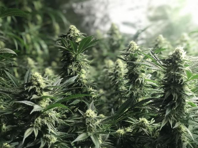 3x marshydro tsl 2000 grow. Week 12