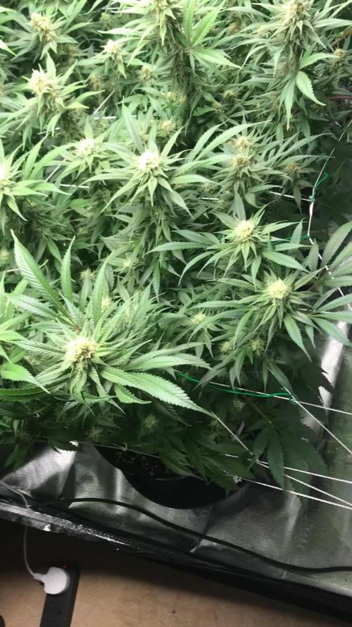 3x marshydro tsl 2000 grow