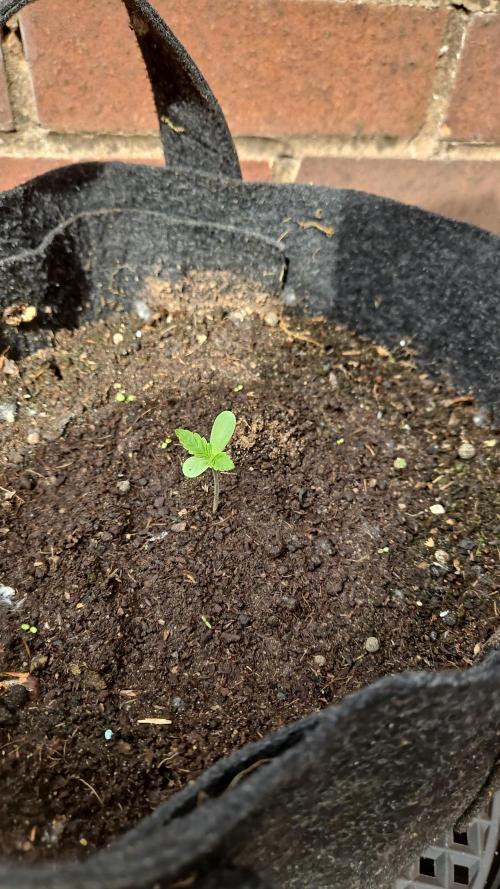 OG Kush Autoflower . Week 1