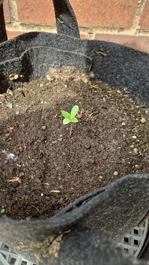 West Coast OG Autoflower. Week 3