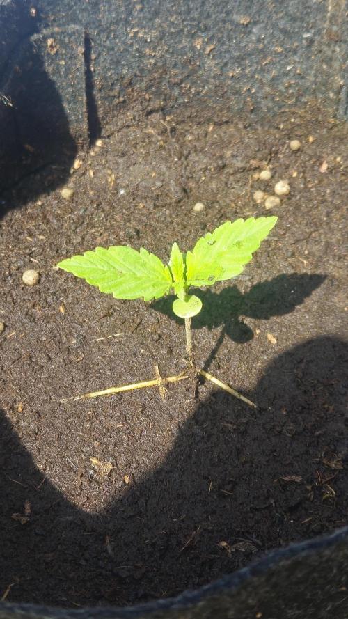 West Coast OG Autoflower. Week 4 - xxx