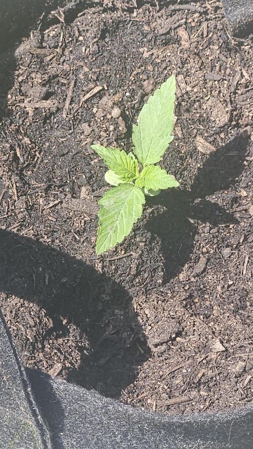 West Coast OG Autoflower. Week 4