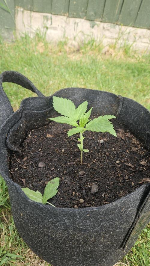 West Coast OG Autoflower. Week 4