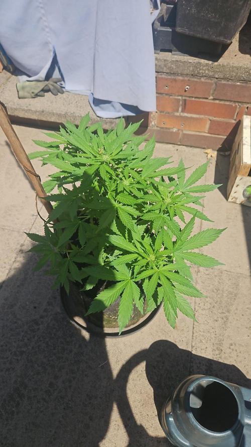 West Coast OG Autoflower. Week 7