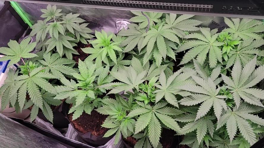 Exotic Genetix Pheno Hunt