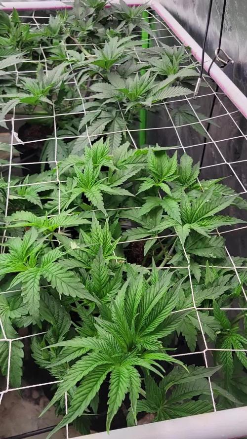 Exotic Genetix Pheno Hunt