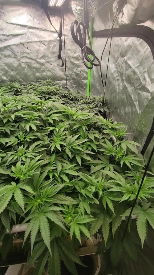 Exotic Genetix Pheno Hunt