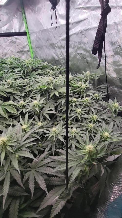 Exotic Genetix Pheno Hunt