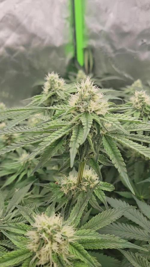 Exotic Genetix Pheno Hunt
