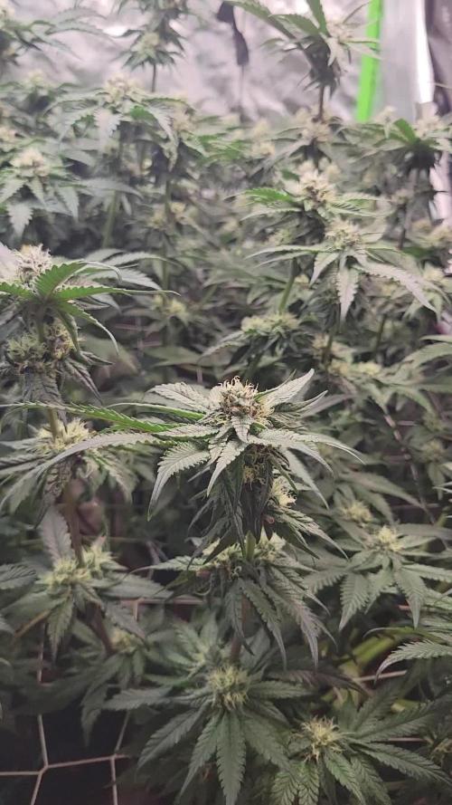 Exotic Genetix Pheno Hunt