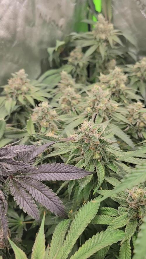 Exotic Genetix Pheno Hunt