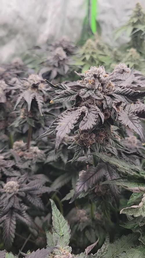 Exotic Genetix Pheno Hunt