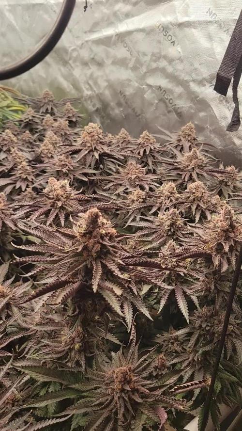 Exotic Genetix Pheno Hunt