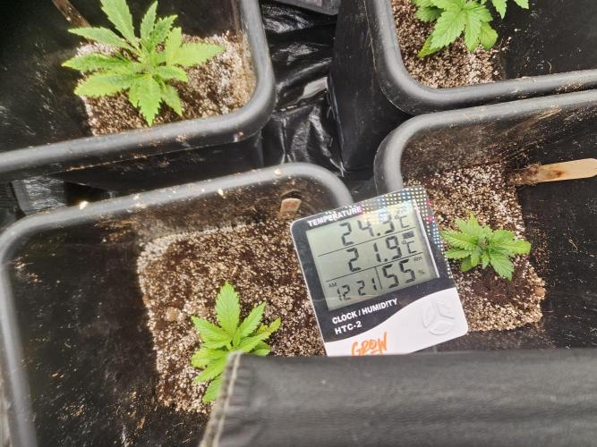 Barneys Farm-- Mendo Breath. Week 2