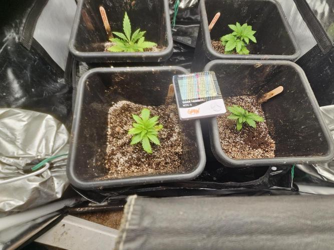 Barneys Farm-- Mendo Breath. Week 2