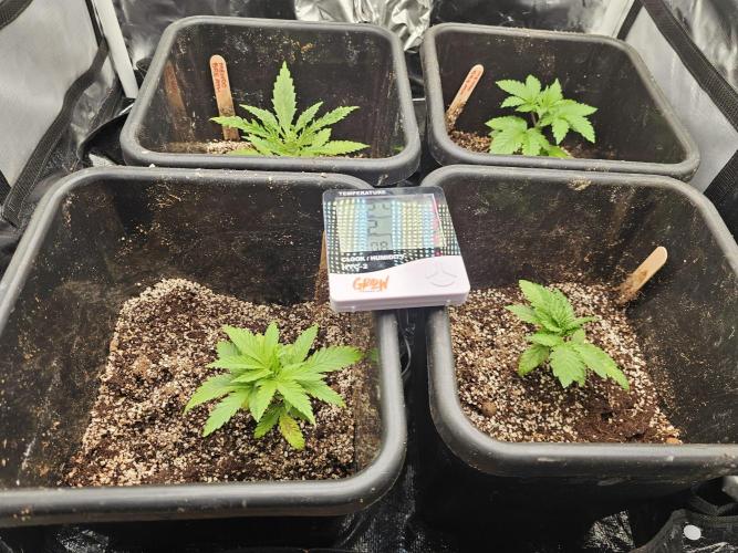 Mendo Breath. Week 2
