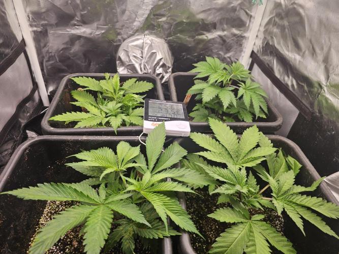 Mendo Breath. Week 3