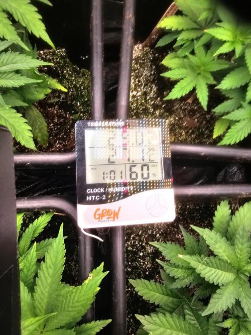 Mendo Breath. Week 4